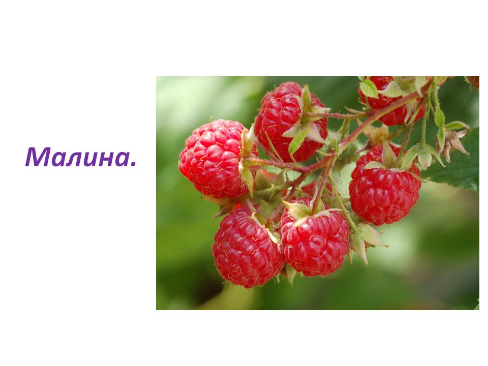 Малина
