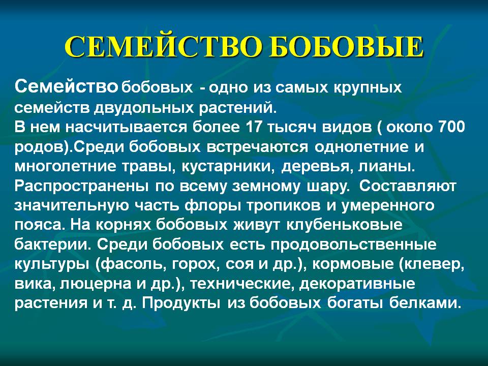Семейство бобовые