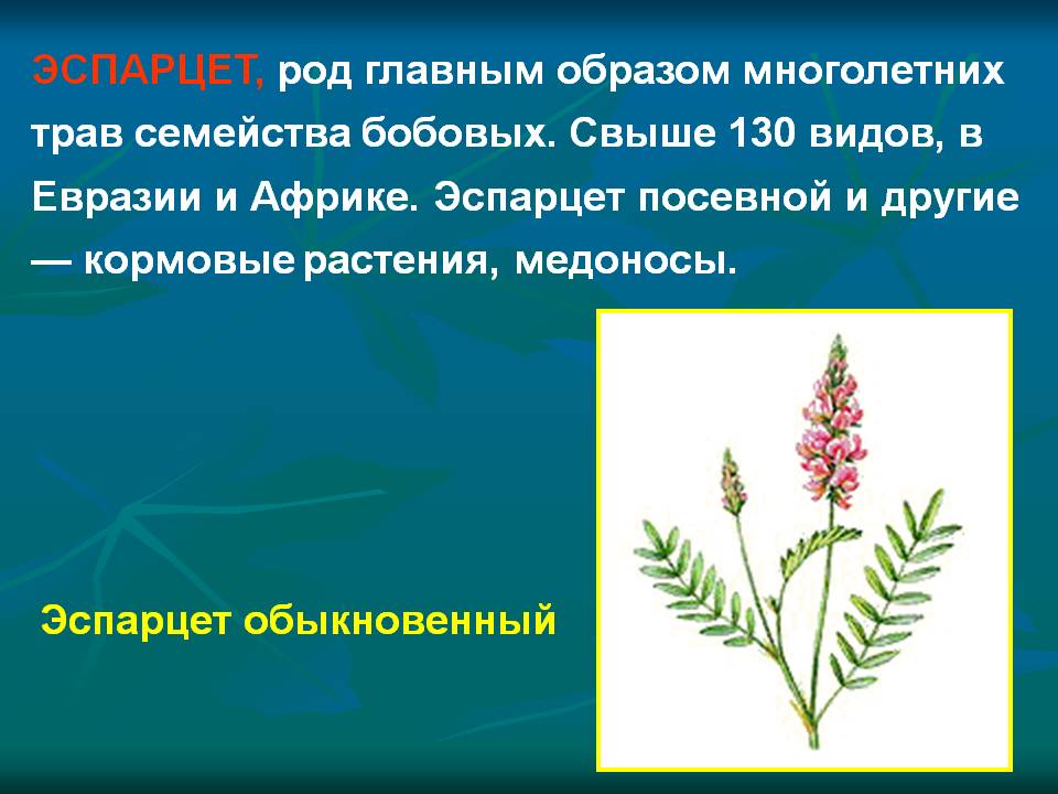 ЭСПАРЦЕТ, род главным образом многолетних трав семейства бобовых
