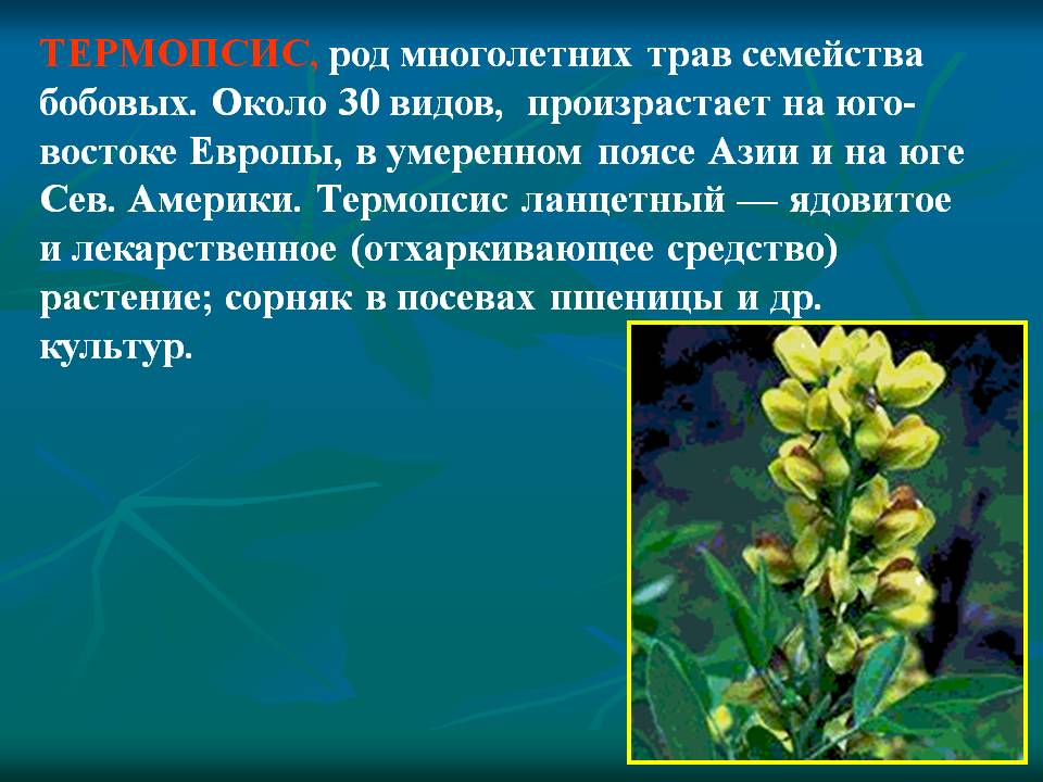 ТЕРМОПСИС, род многолетних трав семейства бобовых