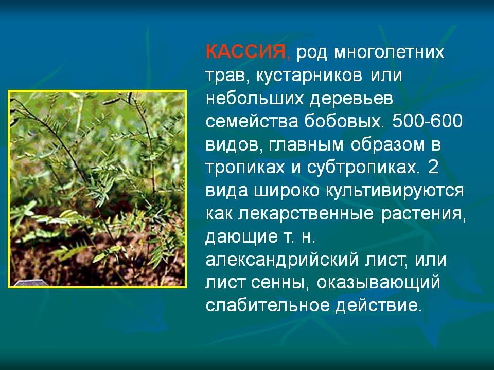 КАССИЯ, род многолетних трав, кустарников или небольших деревьев