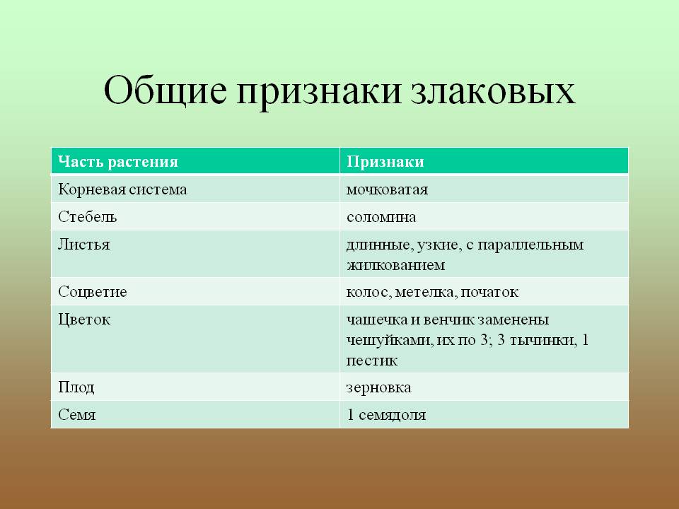 Общие признаки злаковых