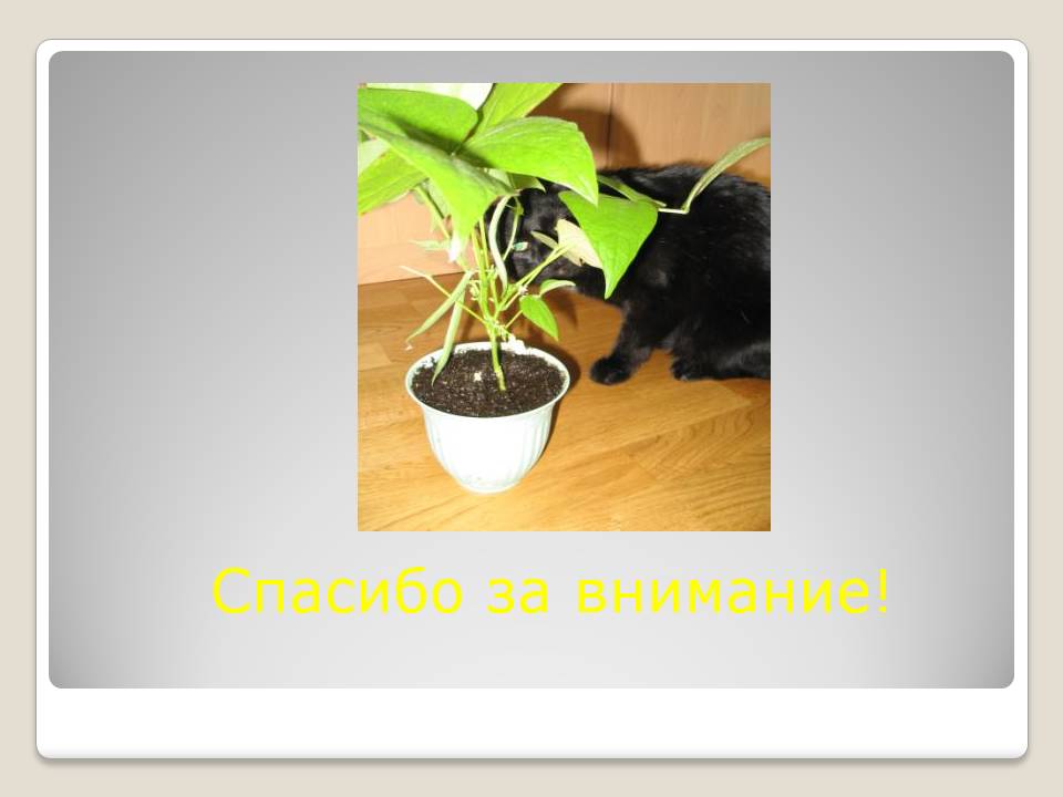 Спасибо за внимание
