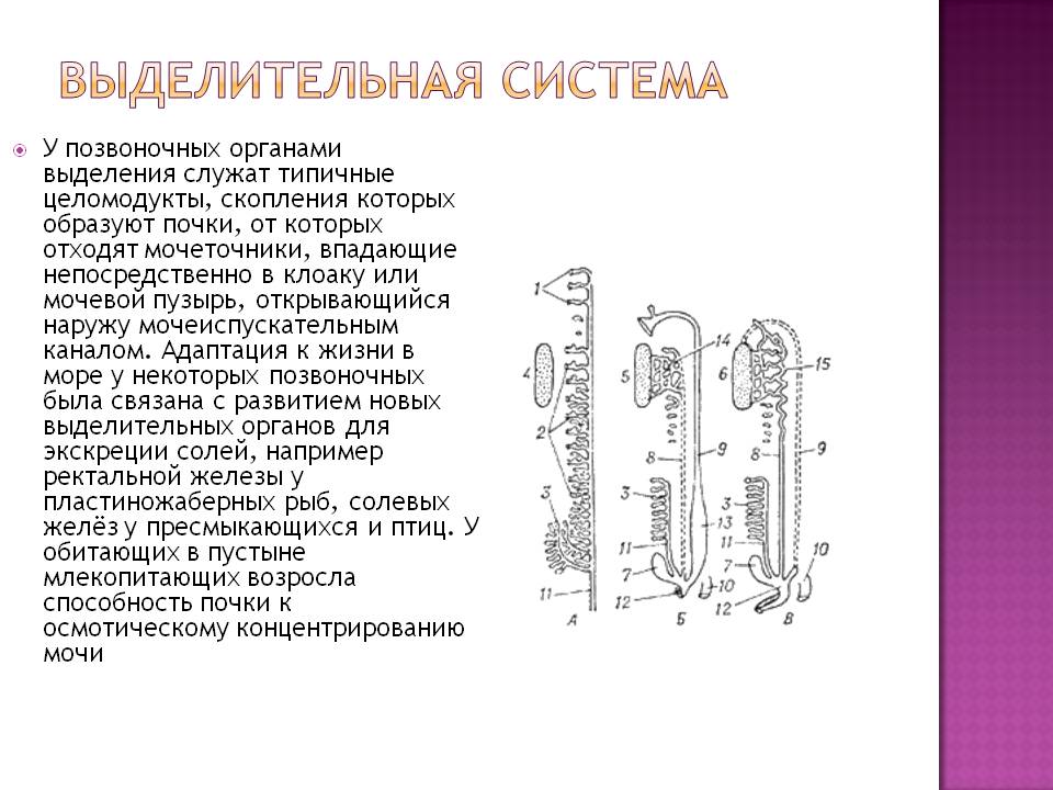 Выделительная система