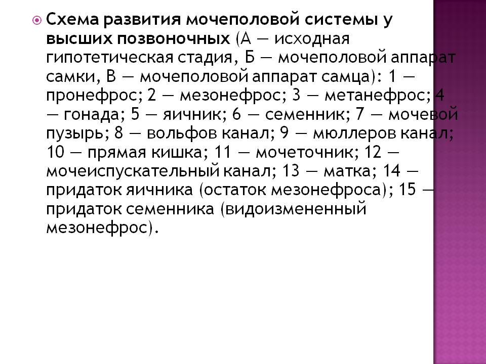 Схема развития мочеполовой системы у высших позвоночных