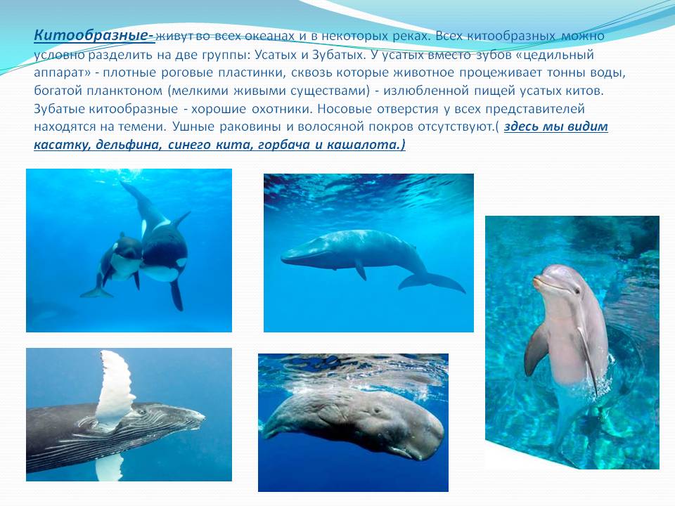 Китообразные