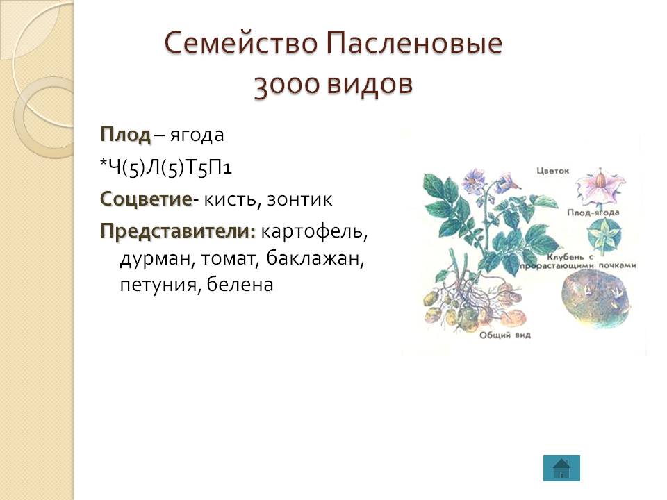 Пасленовые