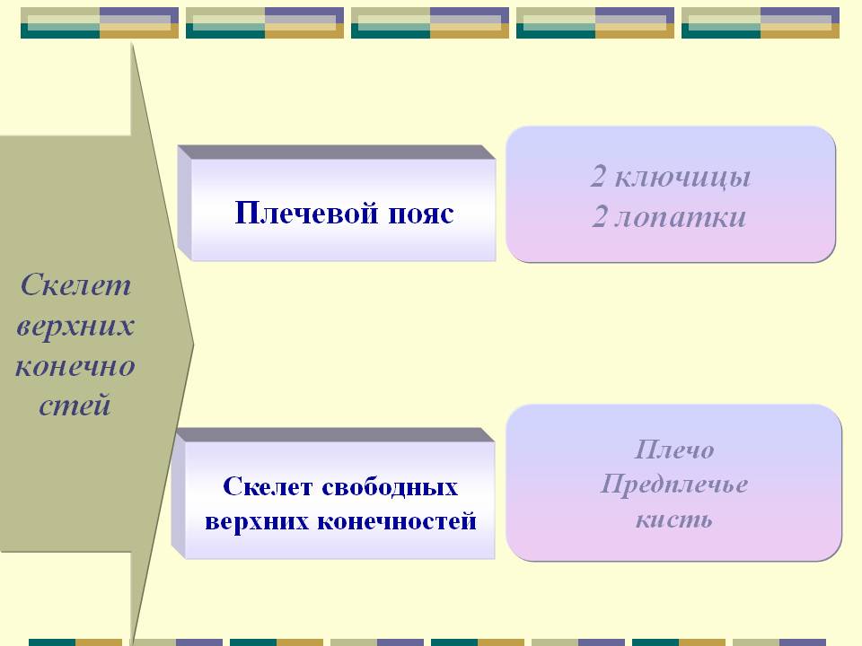 Скелет