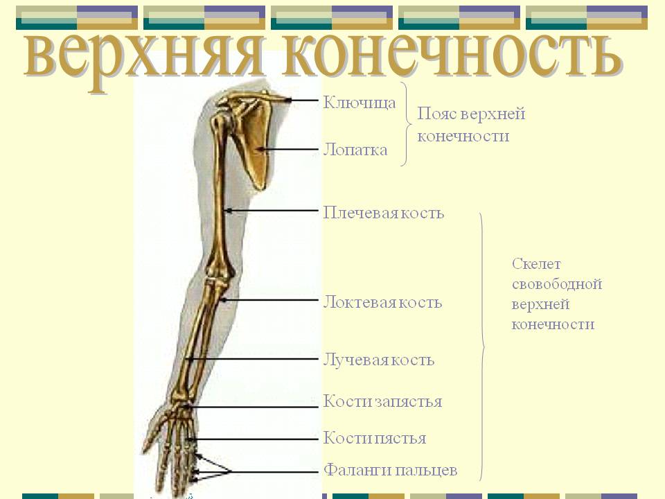 Верхняя конечность