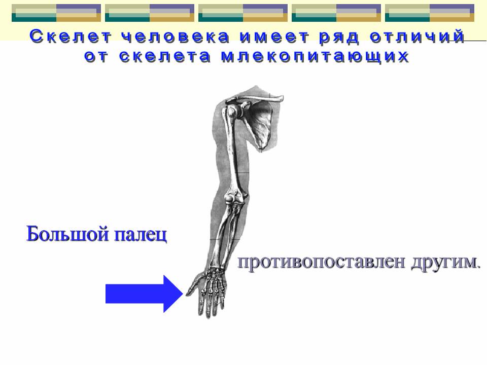 Скелет человека