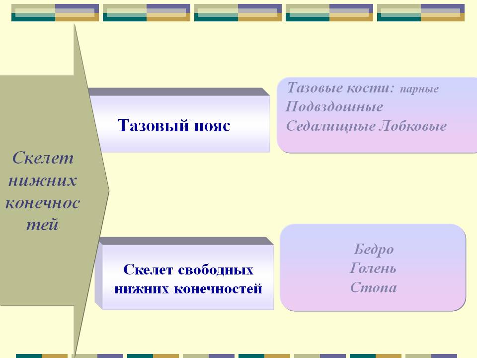 Скелет нижнихконечностей