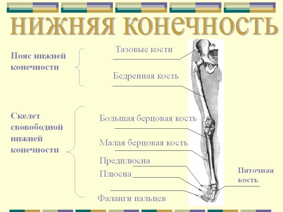 Нижняя конечность