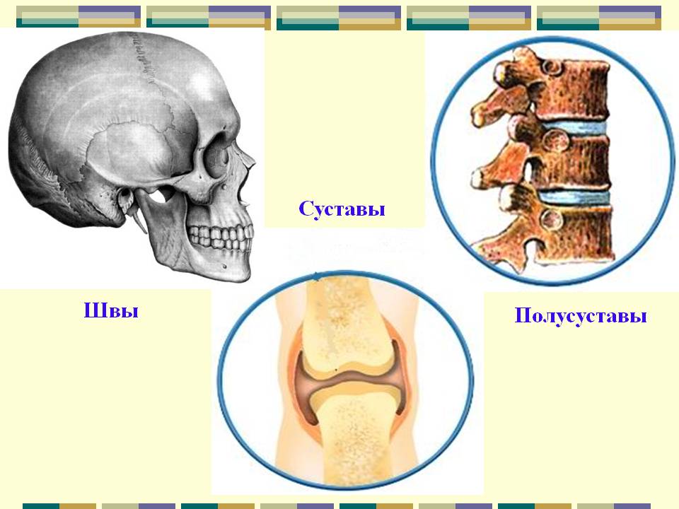 Суставы