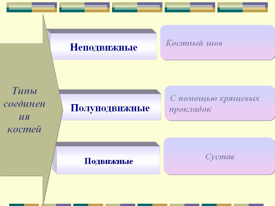 Типы соединения костей