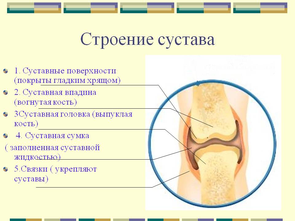 Строение сустава