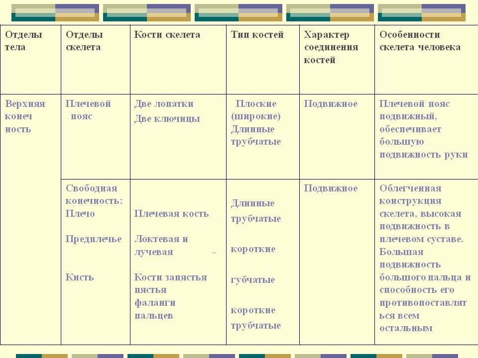 Отделы тела