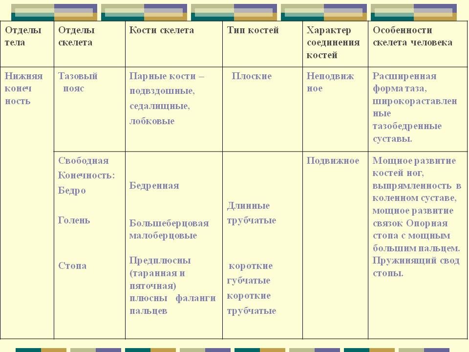 Отделы скелета