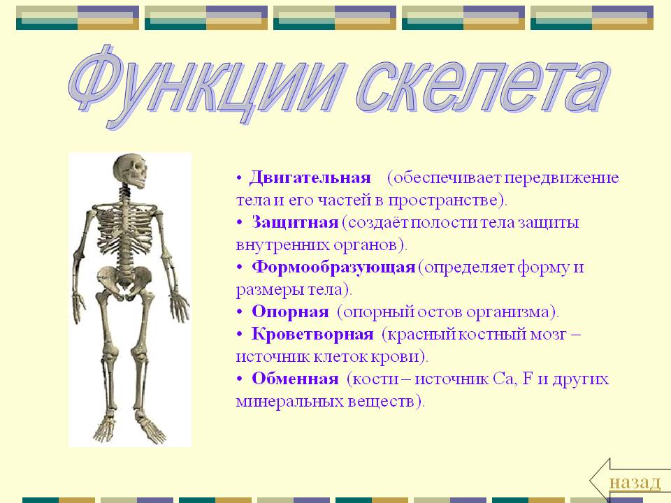 Функции скелета