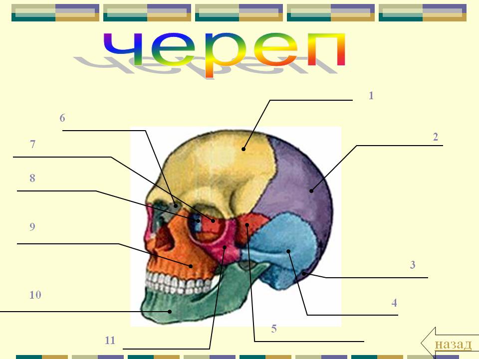 Череп