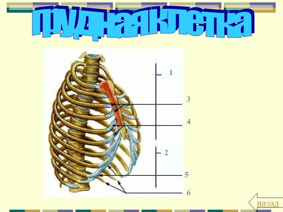Грудная клетка