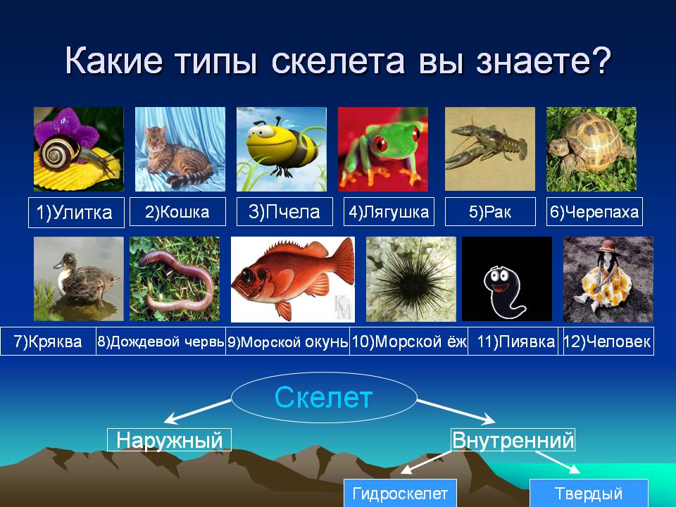Какие типы скелета вы знаете