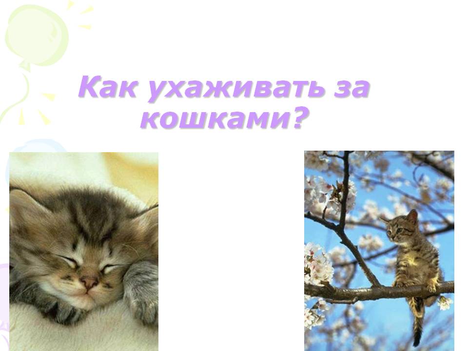 Как ухаживать за кошками