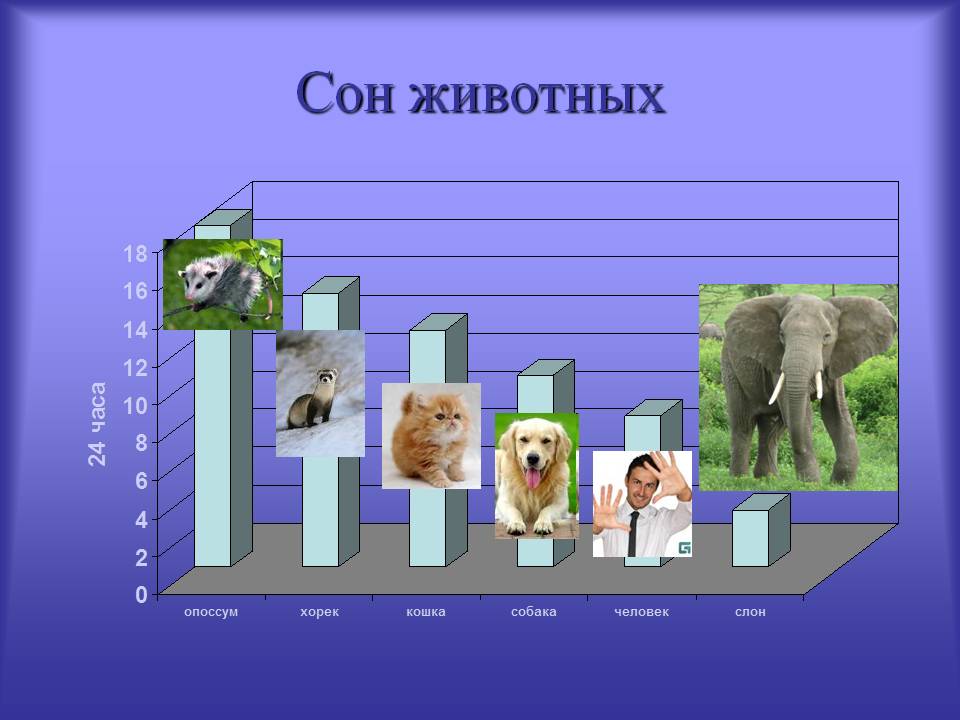 Сон животных