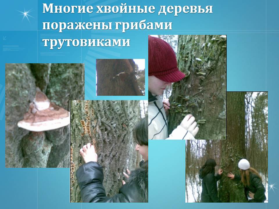 Хвойные деревья