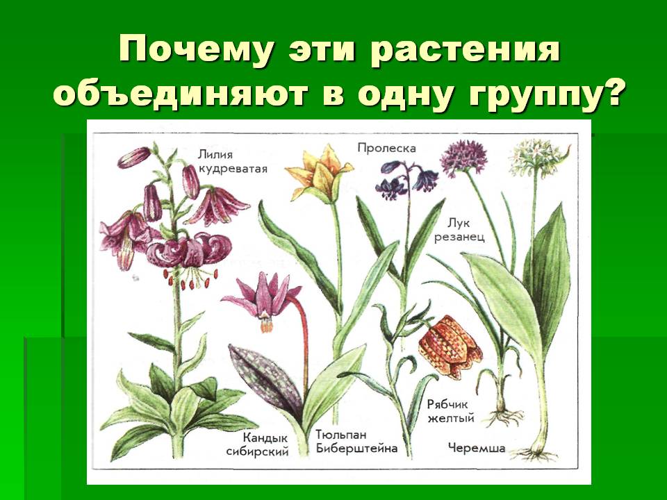 Почему эти растения объединяют в одну группу