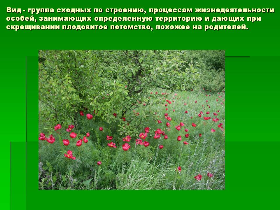 Вид - группа сходных по строению, процессам жизнедеятельности особей