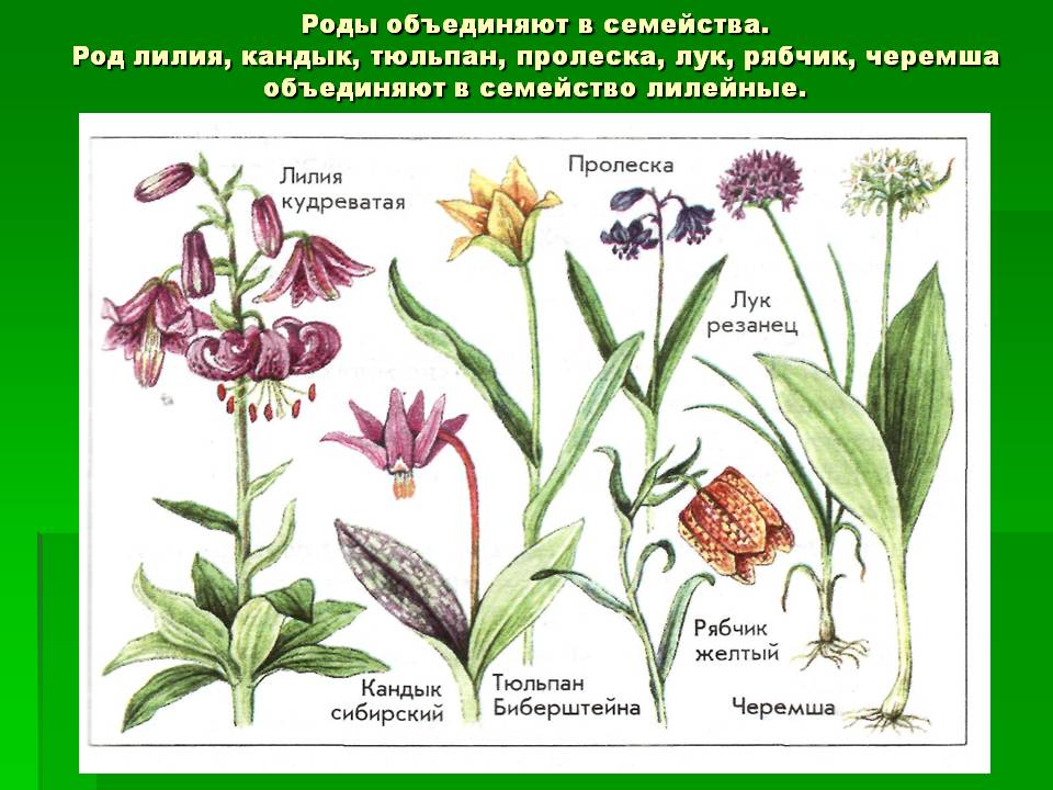 Роды объединяют в семейства