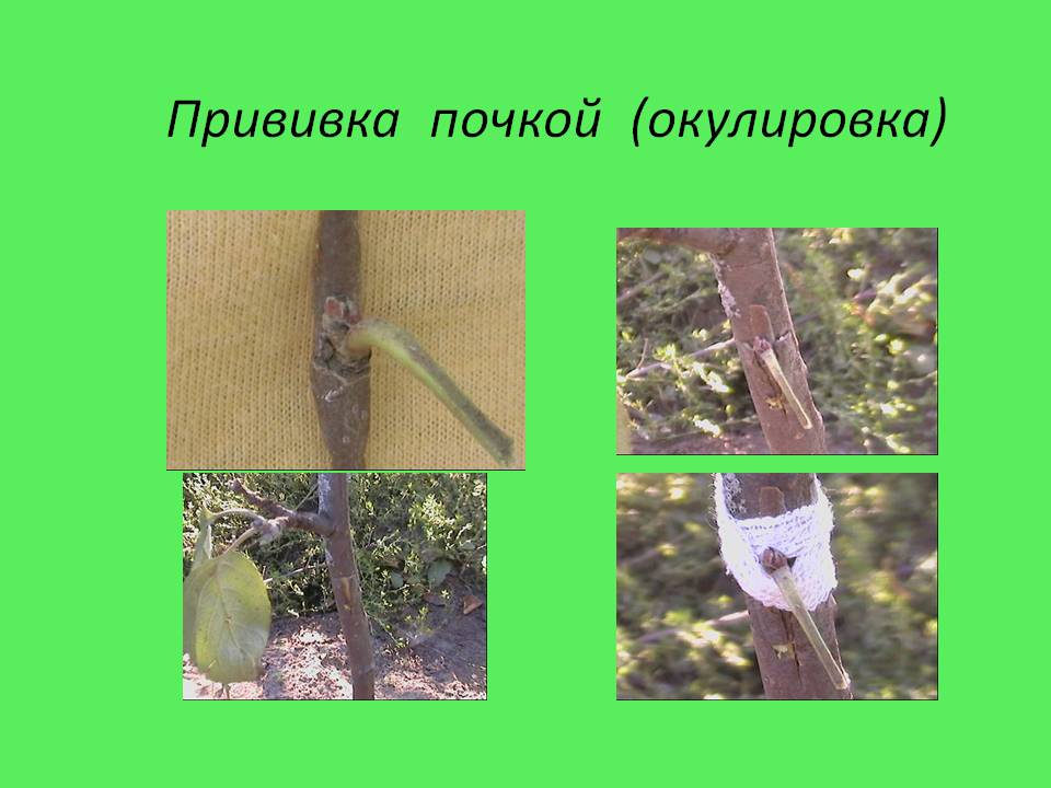 Прививка почкой