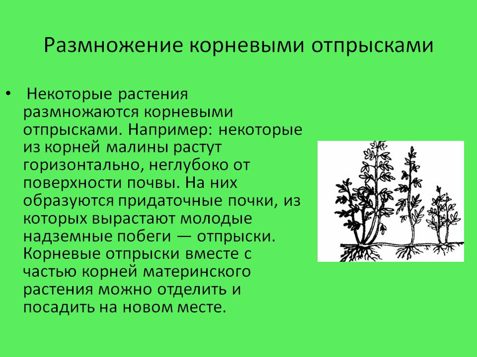 Некоторые растения размножаются корневыми отпрысками