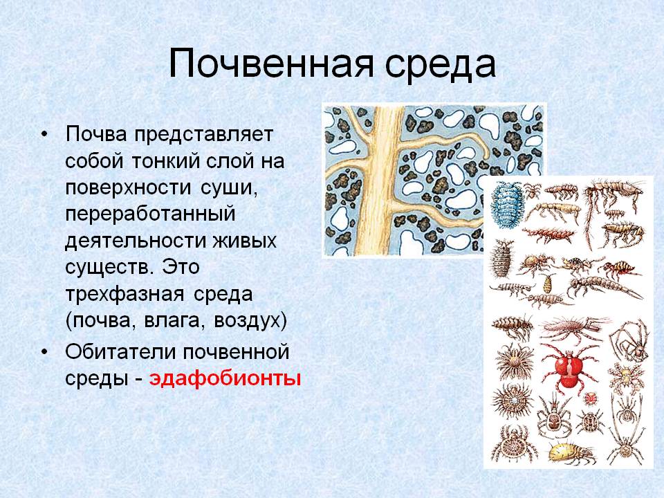 Почвенная среда
