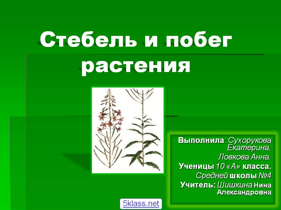 Стебель и побег растения