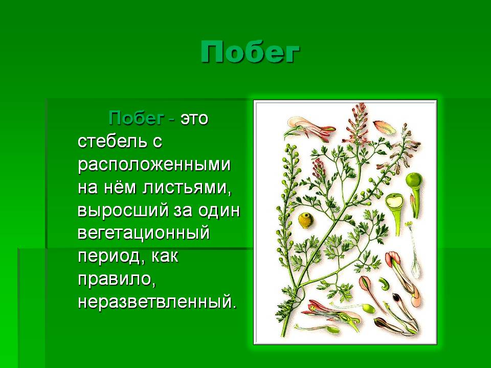 Побег