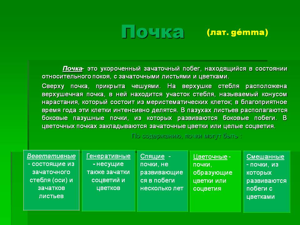 Почка