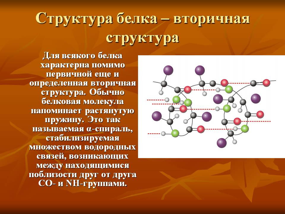 Структура белка – вторичная структура