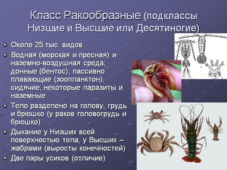 Класс Ракообразные (подклассы Низшие и Высшие или Десятиногие)