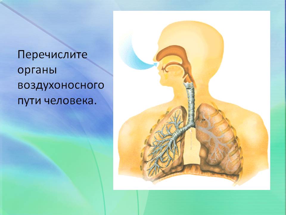 Органы воздухоносного пути
