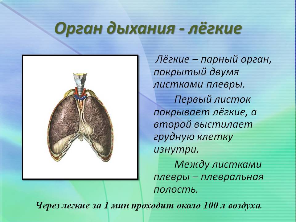 Орган дыхания