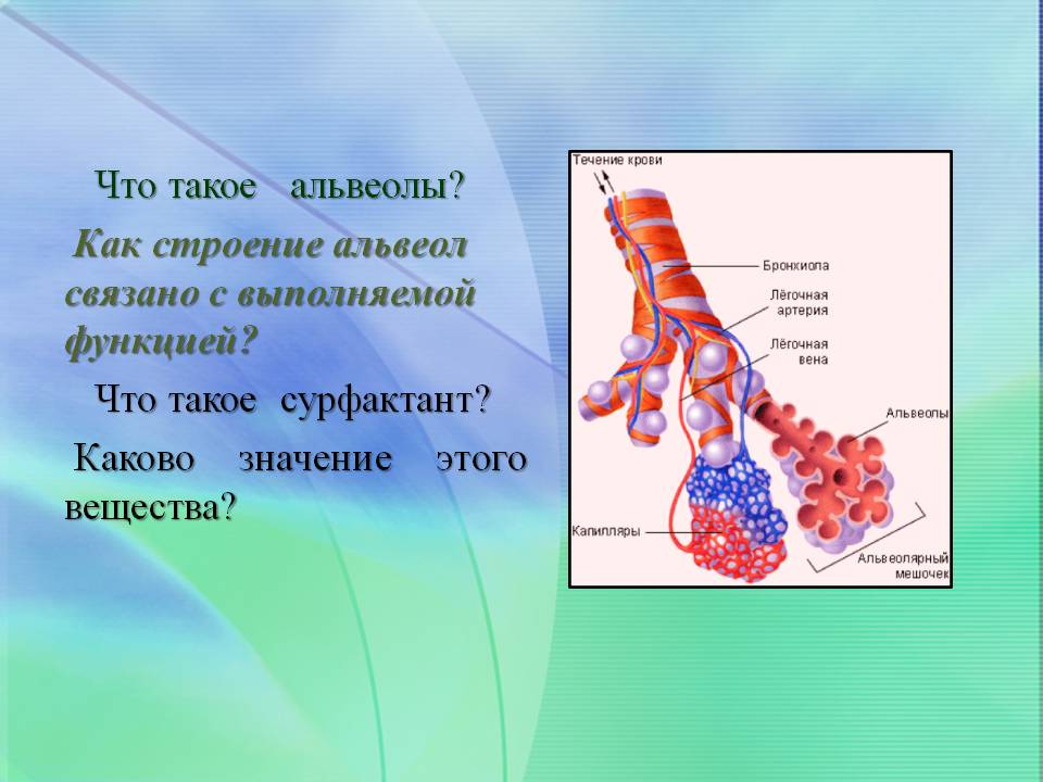 Альвеолы