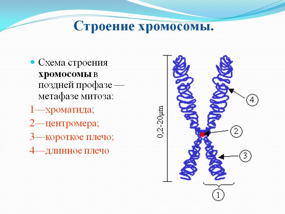 Строение хромосомы