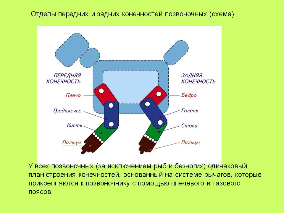 Отделы передних и задних конечностей позвоночных (схема)