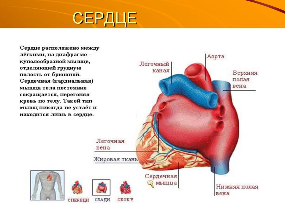 Сердце