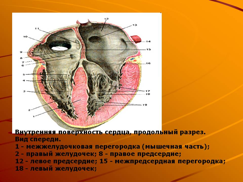 Внутренняя поверхность сердца, продольный разрез