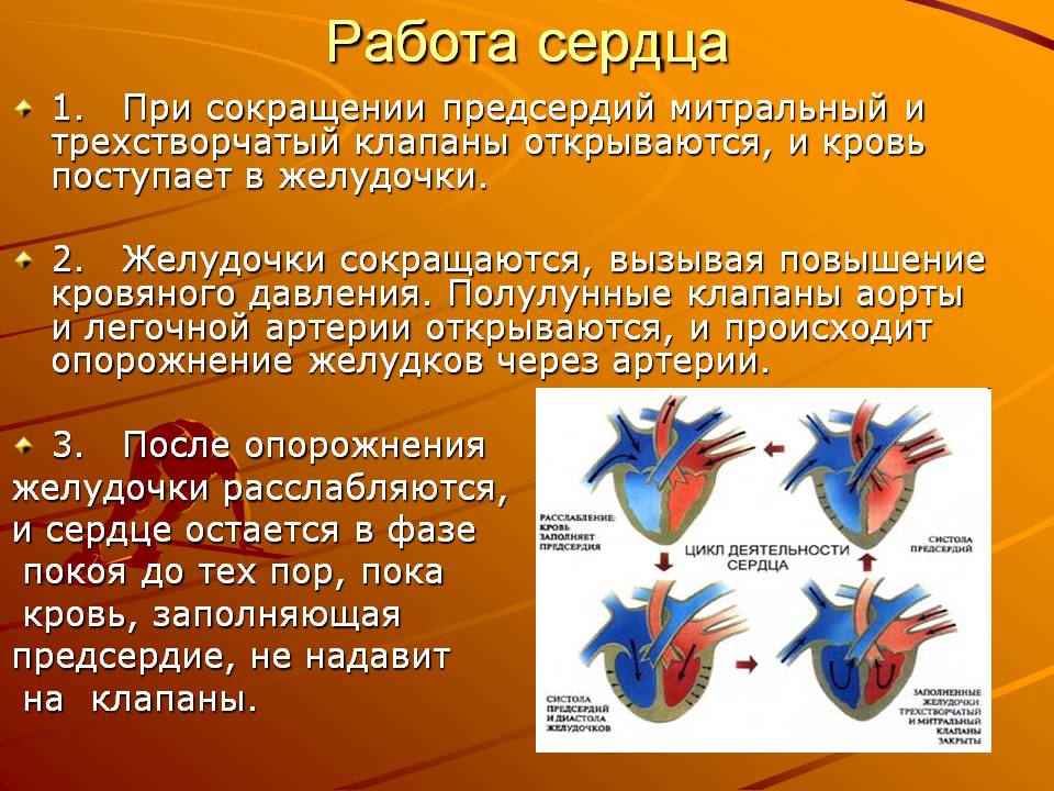 Работа сердца