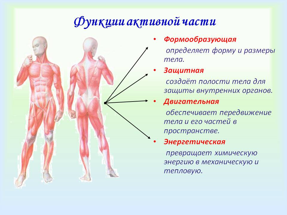 Функции активной части