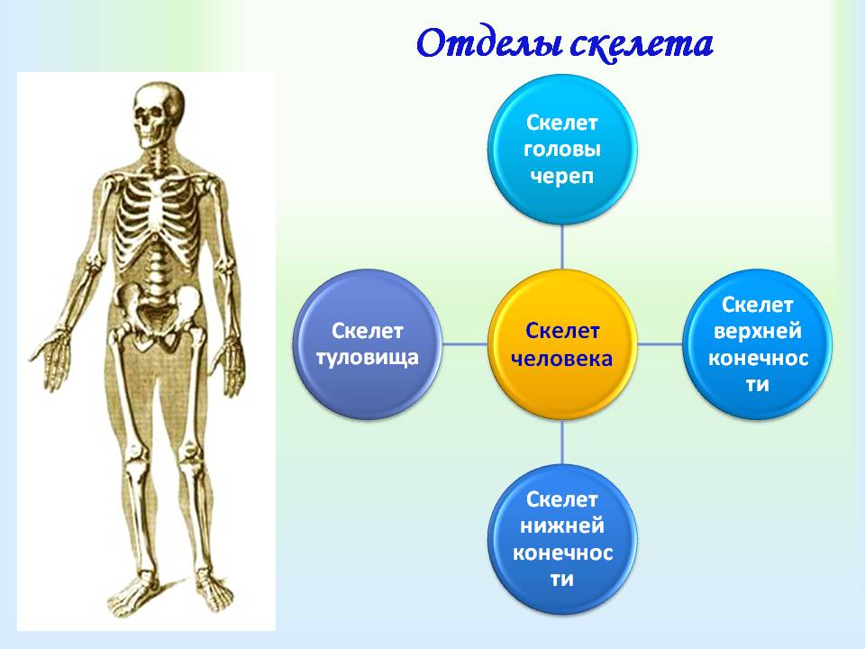 Отделы скелета