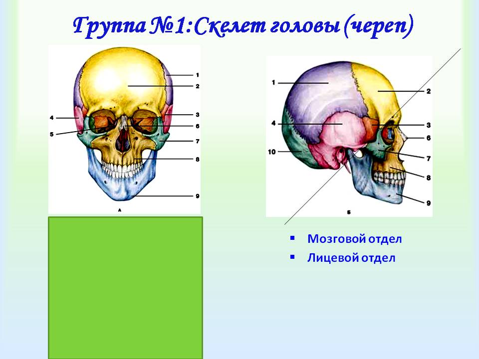 Скелет головы